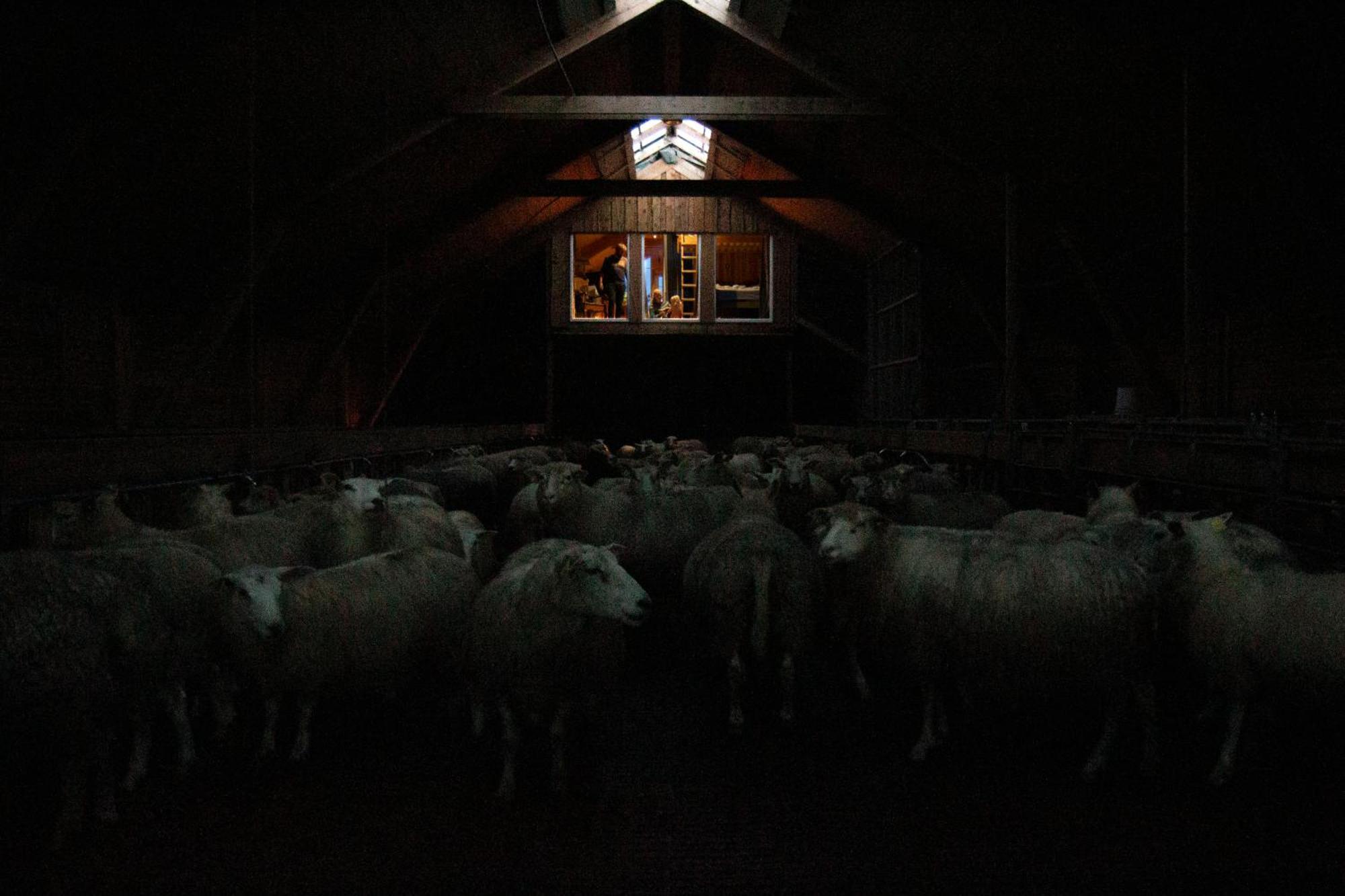 Unik Fjosleilighet Levanger Dış mekan fotoğraf